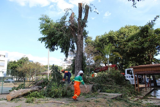 11 03 2022 flagrantegdfpresenteárvorescaídasTaguatinga